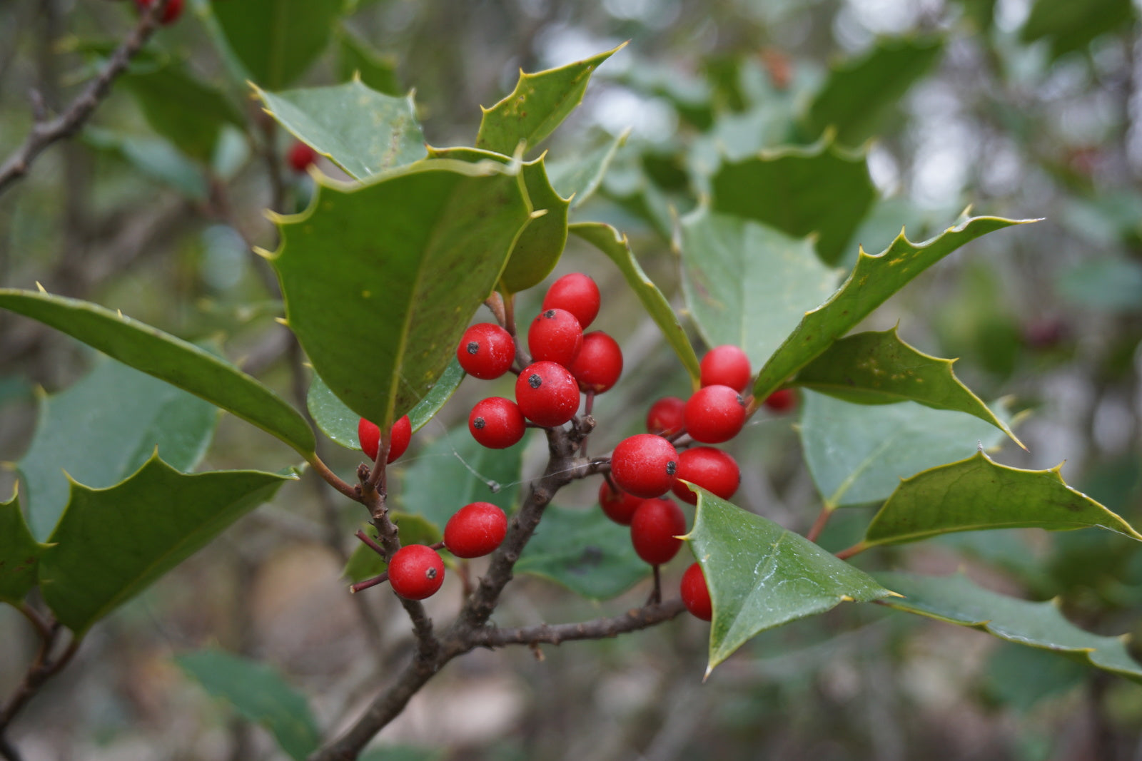 Evergreens Natural Lands Plant Sale