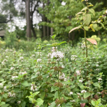 Load image into Gallery viewer, Wild Mint - Mentha arvensis