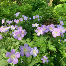 Load image into Gallery viewer, Spotted Geranium - Geranium maculatum