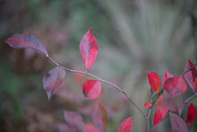 Load image into Gallery viewer, Powder Blue Rabbiteye Blueberry - Vaccinium ashei 'Powder Blue'