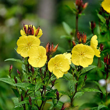 Load image into Gallery viewer, Fireworks Sundrops - Oenothera fruticosa 'Fireworks'