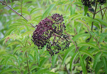 Load image into Gallery viewer, American Black Elderberry - Sambucus canadensis