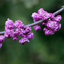Load image into Gallery viewer, Pink Pom Poms Redbud - Cercis 'Pink Pom Poms'