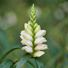 Load image into Gallery viewer, White Turtlehead - Chelone glabra