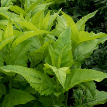 Load image into Gallery viewer, Holy Grail Cup Plant - Silphium perfoliatum 'The Holy Grail'
