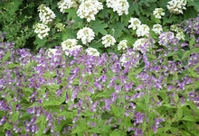 Load image into Gallery viewer, Small's Beardtongue - Penstemon smallii