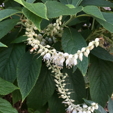 Load image into Gallery viewer, Mountain Pepperbush - Clethra acuminata