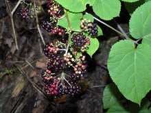 Load image into Gallery viewer, American Spikenard - Aralia racemosa