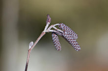 Load image into Gallery viewer, Smooth Alder - Alnus serrulata