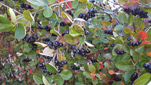 Load image into Gallery viewer, Purple Chokeberry - Aronia x prunifolia