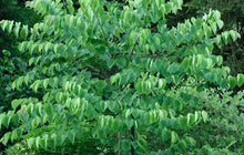 Load image into Gallery viewer, Pink Pom Poms Redbud - Cercis 'Pink Pom Poms'