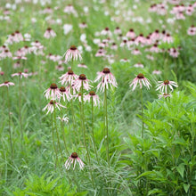 Load image into Gallery viewer, Pale Coneflower - Echinacea pallida