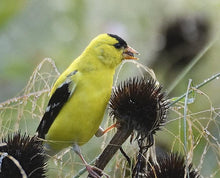 Load image into Gallery viewer, Pale Coneflower - Echinacea pallida