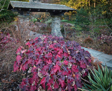 Load image into Gallery viewer, Munchkin Oakleaf Hydrangea - Hydrangea quercifolia 'Munchkin'