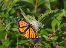 Load image into Gallery viewer, Buttonbush - Cephalanthus occidentalis