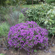 Load image into Gallery viewer, Purple Dome New England Aster - Symphyotrichum novae-angliae 'Purple Dome'