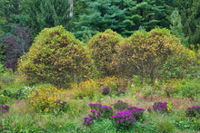 Load image into Gallery viewer, Purple Dome New England Aster - Symphyotrichum novae-angliae 'Purple Dome'