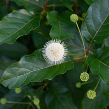 Load image into Gallery viewer, Buttonbush - Cephalanthus occidentalis