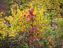 Load image into Gallery viewer, Spicebush - Lindera benzoin