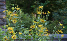 Load image into Gallery viewer, Henry Eilers Sweet Coneflower - Rudbeckia subtomentosa 'Henry Eilers'