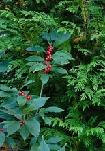 Load image into Gallery viewer, Red Sprite Winterberry (Female) - Ilex verticillata 'Red Sprite'