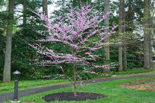 Load image into Gallery viewer, Alley Cat Eastern Redbud - Cercis canadensis 'Alley Cat'