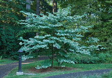 Load image into Gallery viewer, Alley Cat Eastern Redbud - Cercis canadensis 'Alley Cat'