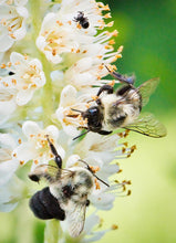 Load image into Gallery viewer, Compacta Summersweet - Clethra alnifolia 'Compacta'