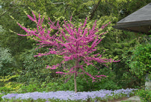 Load image into Gallery viewer, Pink Pom Poms Redbud - Cercis 'Pink Pom Poms'
