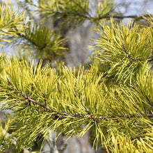 Load image into Gallery viewer, Wate's Golden Virginia Pine - Pinus virginiana 'Wate's Golden'