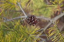Load image into Gallery viewer, Wate's Golden Virginia Pine - Pinus virginiana 'Wate's Golden'