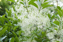 Load image into Gallery viewer, Amanda Shine White Fringetree - Chionanthus virginicus 'Amanda Shine'