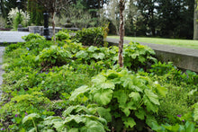 Load image into Gallery viewer, Autumn Bride Hairy Alumroot - Heuchera villosa 'Autumn Bride'