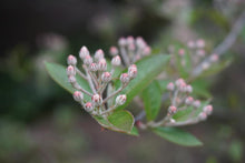 Load image into Gallery viewer, Red Chokeberry - Aronia arbutifolia