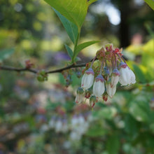 Load image into Gallery viewer, Powder Blue Rabbiteye Blueberry - Vaccinium ashei 'Powder Blue'