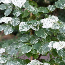 Load image into Gallery viewer, Alley Cat Eastern Redbud - Cercis canadensis 'Alley Cat'