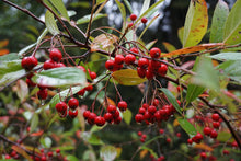 Load image into Gallery viewer, Red Chokeberry - Aronia arbutifolia