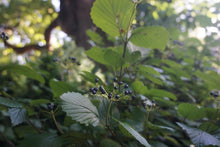 Load image into Gallery viewer, Blue Muffin Arrowwood - Viburnum dentatum 'Christom' Blue Muffin®