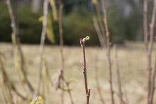 Load image into Gallery viewer, American Hazelnut - Corylus americana