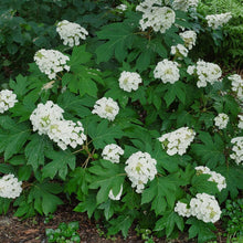 Load image into Gallery viewer, Munchkin Oakleaf Hydrangea - Hydrangea quercifolia 'Munchkin'