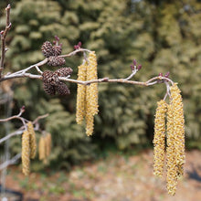 Load image into Gallery viewer, Smooth Alder - Alnus serrulata