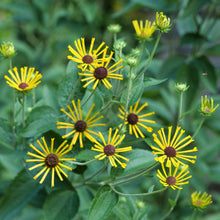 Load image into Gallery viewer, Henry Eilers Sweet Coneflower - Rudbeckia subtomentosa 'Henry Eilers'