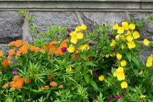 Load image into Gallery viewer, Fireworks Sundrops - Oenothera fruticosa 'Fireworks'