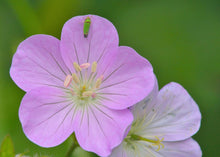 Load image into Gallery viewer, Spotted Geranium - Geranium maculatum
