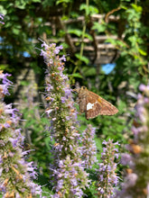 Load image into Gallery viewer, Anise Hyssop - Agastache foeniculum