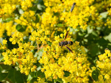 Load image into Gallery viewer, Little Rascal Shale Barrens Buckwheat - Eriogonum allenii 'Little Rascal'