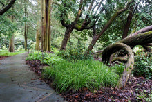 Load image into Gallery viewer, Creek Sedge - Carex amphibola