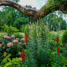 Load image into Gallery viewer, Cardinal Flower - Lobelia cardinalis