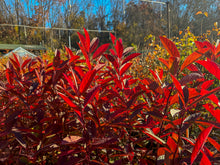 Load image into Gallery viewer, Henry's Garnet Virginia Sweetspire - Itea virginica 'Henry's Garnet'