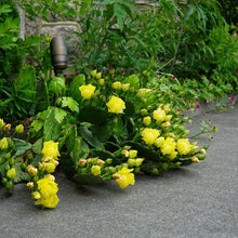 Load image into Gallery viewer, Eastern Prickly Pear - Opuntia humifusa